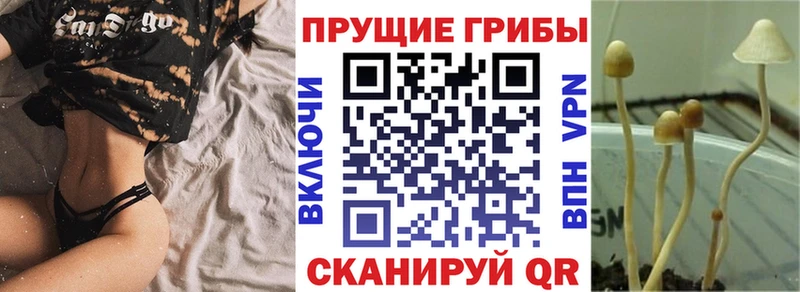 mega как войти  Краснокаменск  Псилоцибиновые грибы Cubensis 